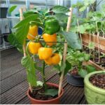 The Green View Gardens Outdoor Living Capsicum Plant Mirchi Capsicum Plant Vegetable Plant