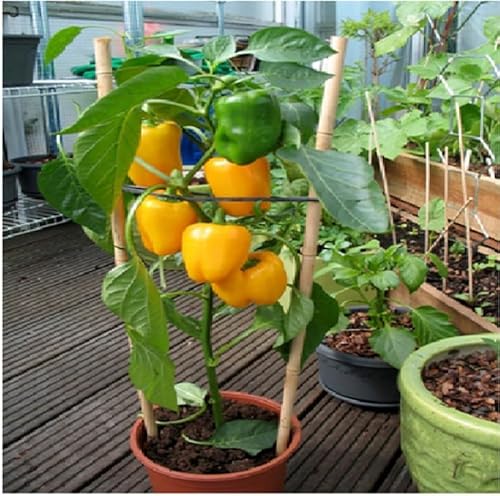 The Green View Gardens Outdoor Living Capsicum Plant Mirchi Capsicum Plant Vegetable Plant