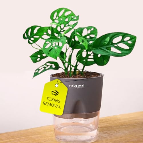 Kyari Philodendron Broken Heart Live Indoor Plant With Grey Self Watering Pot – Small 4 Inch