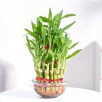 Ugaoo Lucky Bamboo 3 Layer Feng Shui Plant (Green Color)