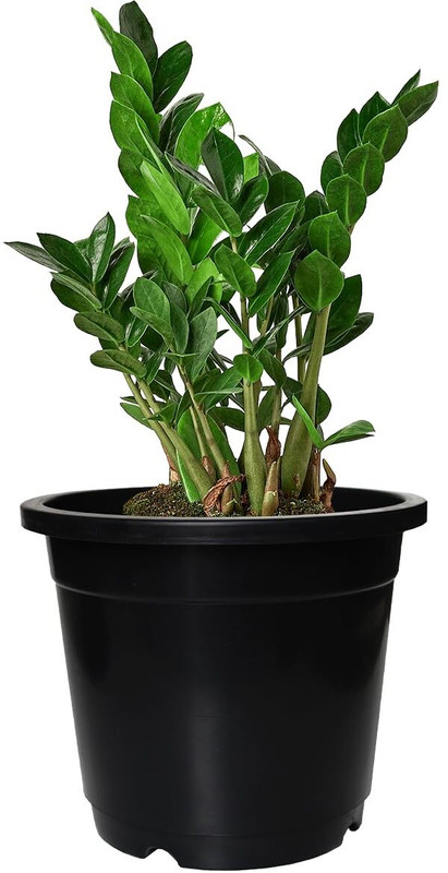 Garden’S Need 5.5-Inch (13.97 Cm) Nursery Flower Pot Round Set Of 1, Planter For Versatile Plant Container Set(Plastic)