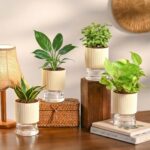 Ugaoo Air Purifier Indoor Plants Combo Of 4 | Jade Mini, Peace Lily, Variegated Money & Snake Hahnii In Self Watering Kyoto Pots – Ivory