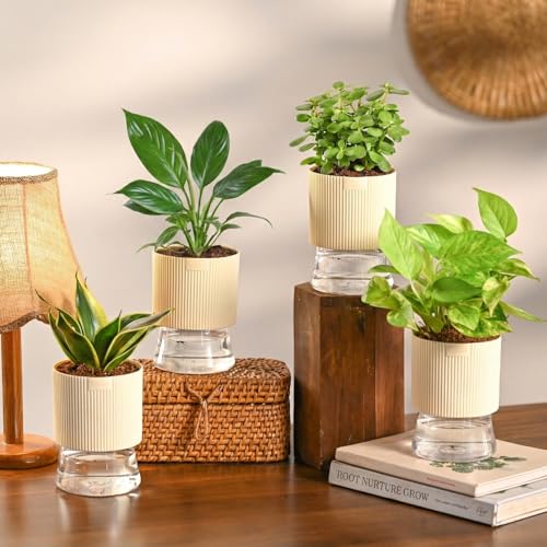 Ugaoo Air Purifier Indoor Plants Combo Of 4 | Jade Mini, Peace Lily, Variegated Money & Snake Hahnii In Self Watering Kyoto Pots – Ivory