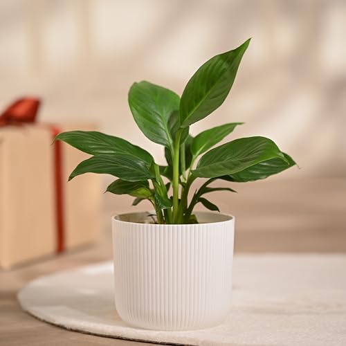 Ugaoo Peace Lily Plant In White Ibiza Pot | Indoor Flowering Air-Purifying Plant For Home, Bedroom & Living Room Decor