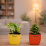 Upvan Money Plant, Jade Plant(Hybrid, Pack Of 2)