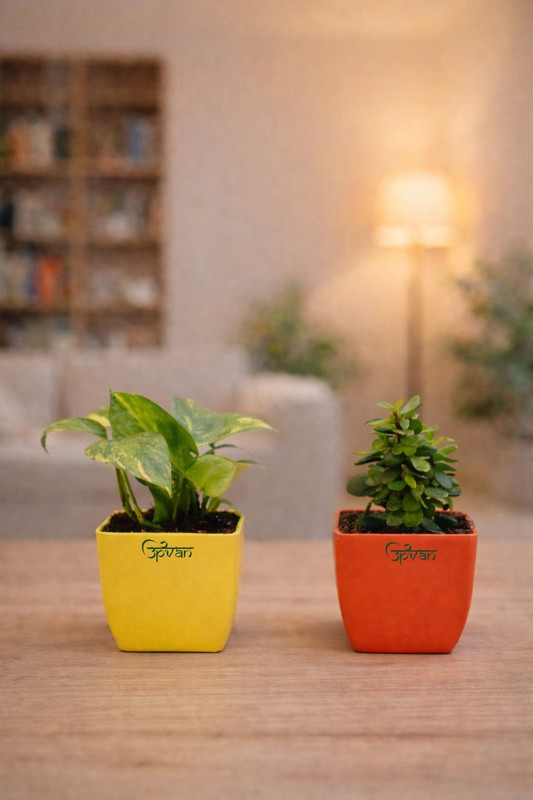 Upvan Money Plant, Jade Plant(Hybrid, Pack Of 2)