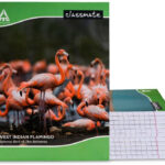 Classmate Notebook Regular Notebook Single Line 172 Pages(Multicolor, Pack of 12)