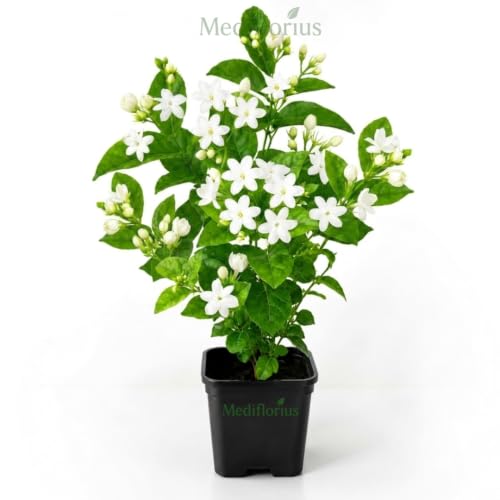 Mediflorius Jasmine Flower Plant Live White Mogra (Jasminum sambac) | Arabian Jasmine Aromatic Fragrant Flowering Plant with Pot | Live Outdoor & Indoor Plant for Home Garden Balcony | Pack of 1