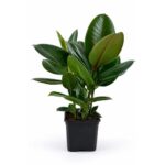 PlantaZee ficus Rubber Plant with Pot for Home Decorative and Hold on Office Desk Specially