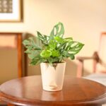 Ugaoo Philodendron Broken Heart Indoor Plant With Self Watering Pot – Monstera Adansonii