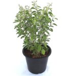 Organic Tulsi Live Plant in Black Plastic Pot Holy Basil Ayurvedic Medicinal Herb Sacred Home Garden Air Purifying Religious Plant