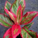PlantaZee lipsstick aglonima Natural Live Plant in Pot