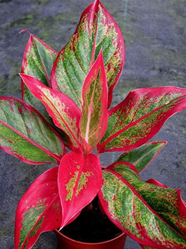 PlantaZee lipsstick aglonima Natural Live Plant in Pot