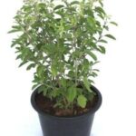 MSK EVER GREEN Live Rama (Hari) Tulsi Medicinal Plant Holy Basil Plant With Black Plastic Pot